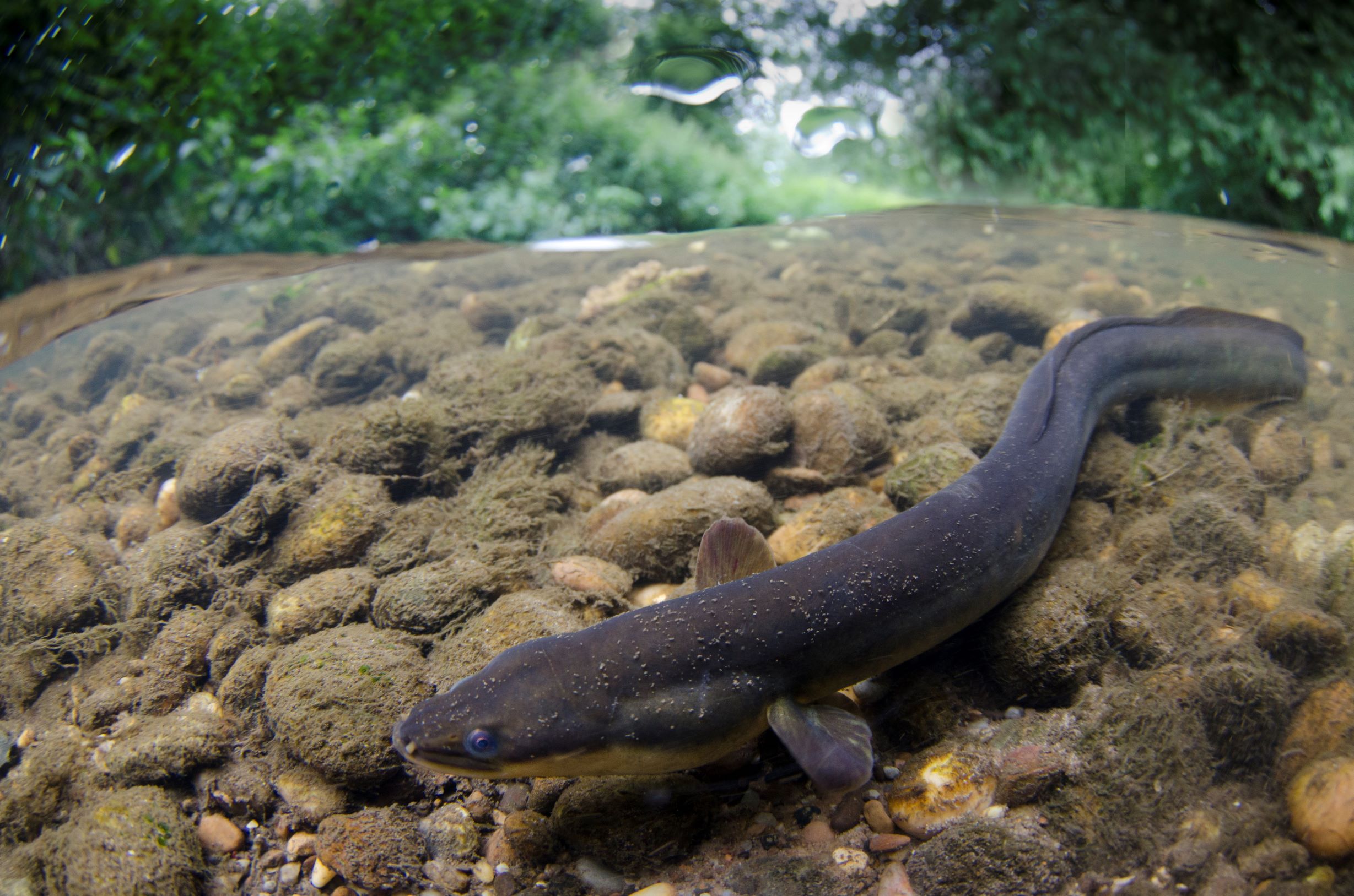 fishing planet unique european eel